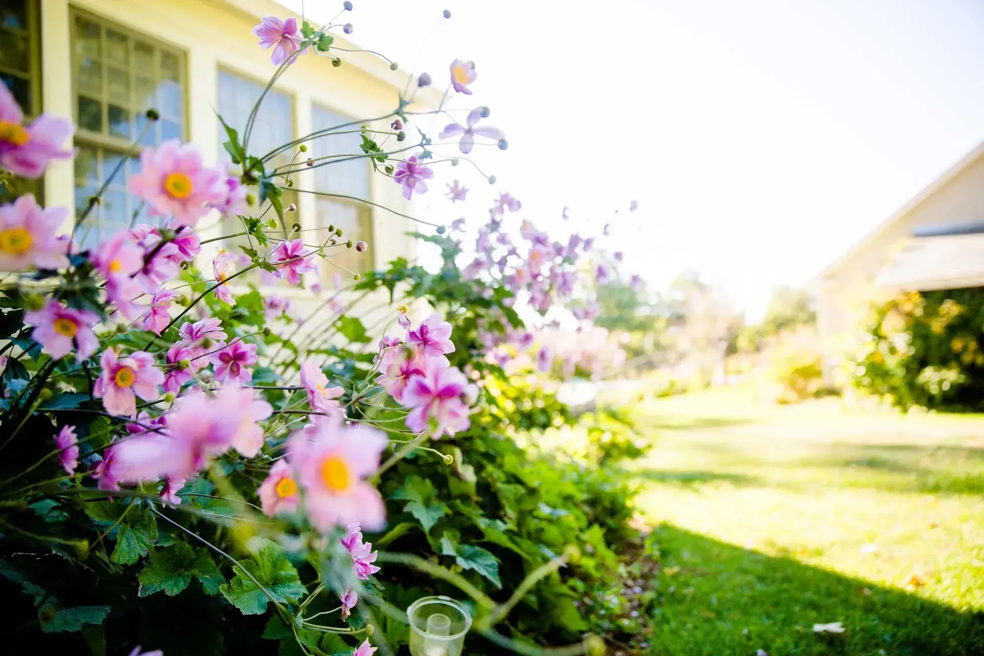 Pink flowers blooming beside a house with a sunlit lawn in the background